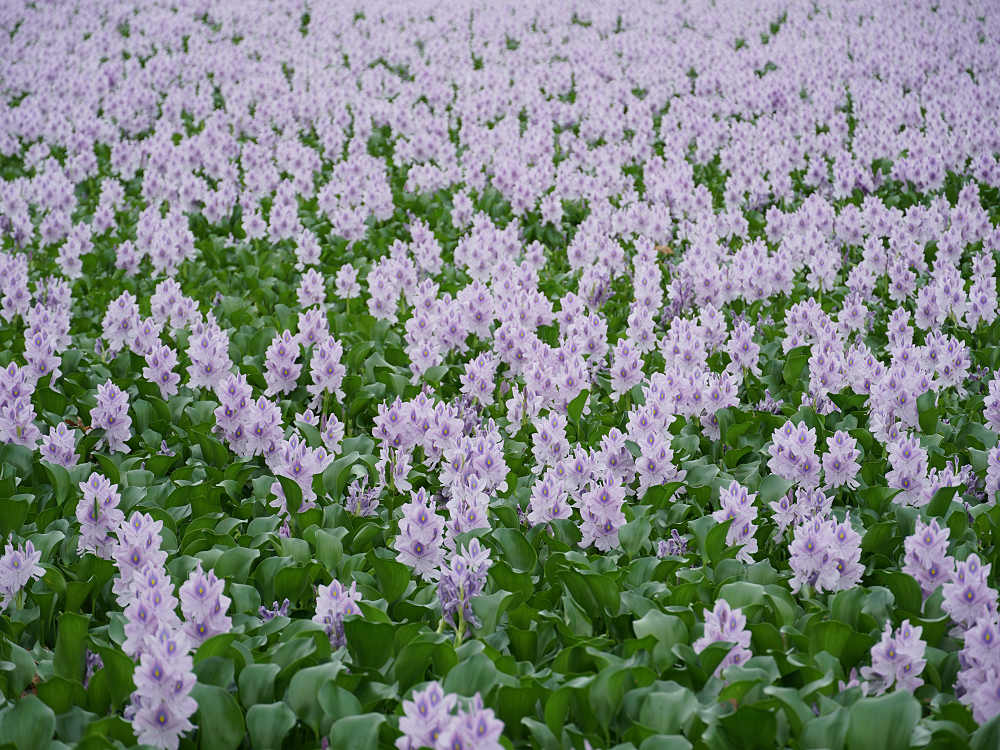 ホテイアオイ@本薬師寺跡(橿原市)-03 ホテイアオイ@本薬師寺跡(橿原市)-03