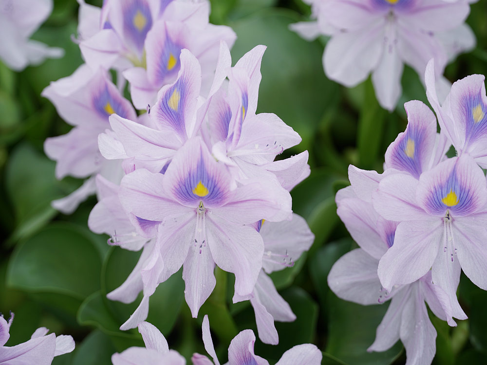 ホテイアオイ@本薬師寺跡(橿原市)-04 ホテイアオイ@本薬師寺跡(橿原市)-04