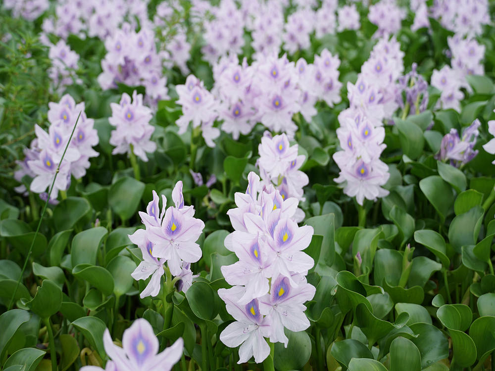 ホテイアオイ@本薬師寺跡(橿原市)-05 ホテイアオイ@本薬師寺跡(橿原市)-05