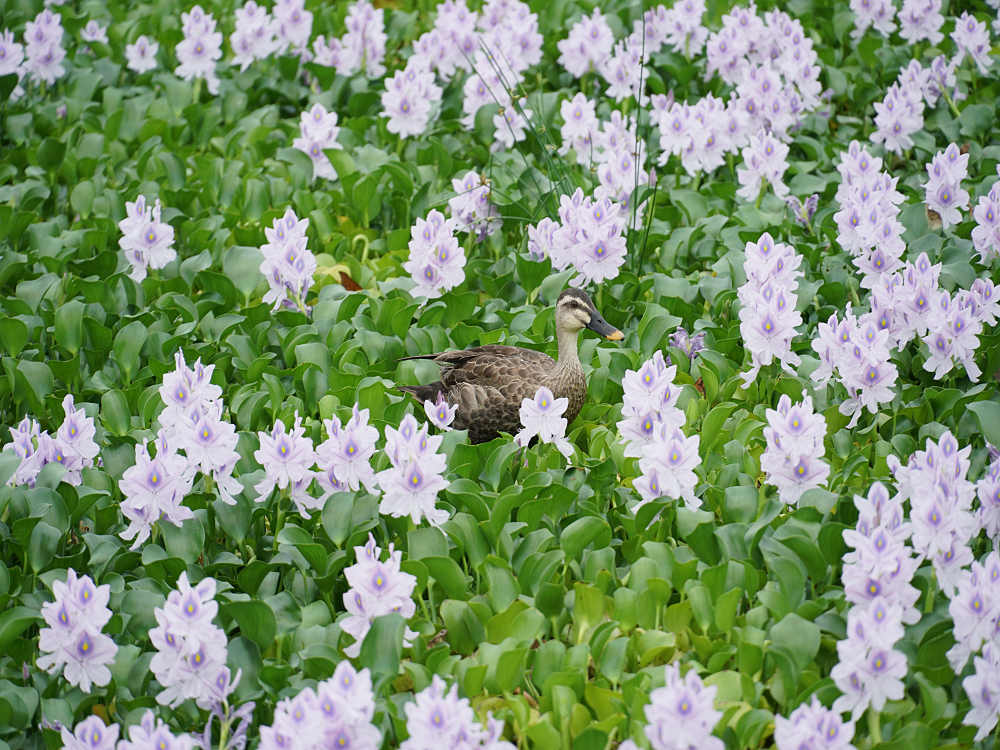 ホテイアオイ@本薬師寺跡(橿原市)-06 ホテイアオイ@本薬師寺跡(橿原市)-06