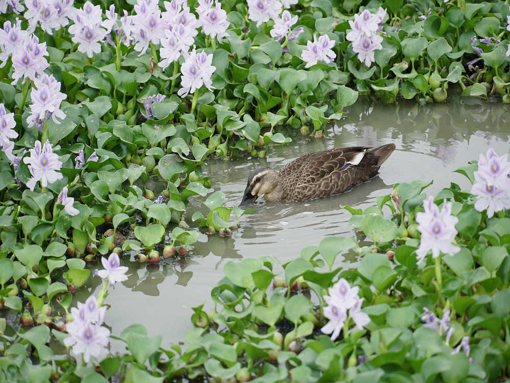 ホテイアオイ@本薬師寺跡(橿原市)-08 ホテイアオイ@本薬師寺跡(橿原市)-08