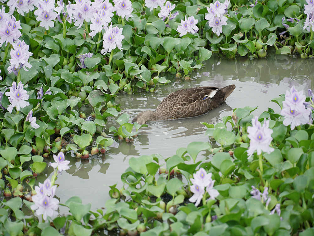 ホテイアオイ@本薬師寺跡(橿原市)-09 ホテイアオイ@本薬師寺跡(橿原市)-09