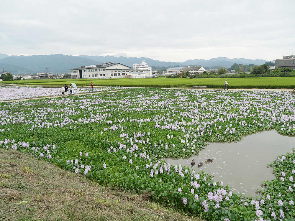 ホテイアオイ@本薬師寺跡(橿原市)-10 ホテイアオイ@本薬師寺跡(橿原市)-10