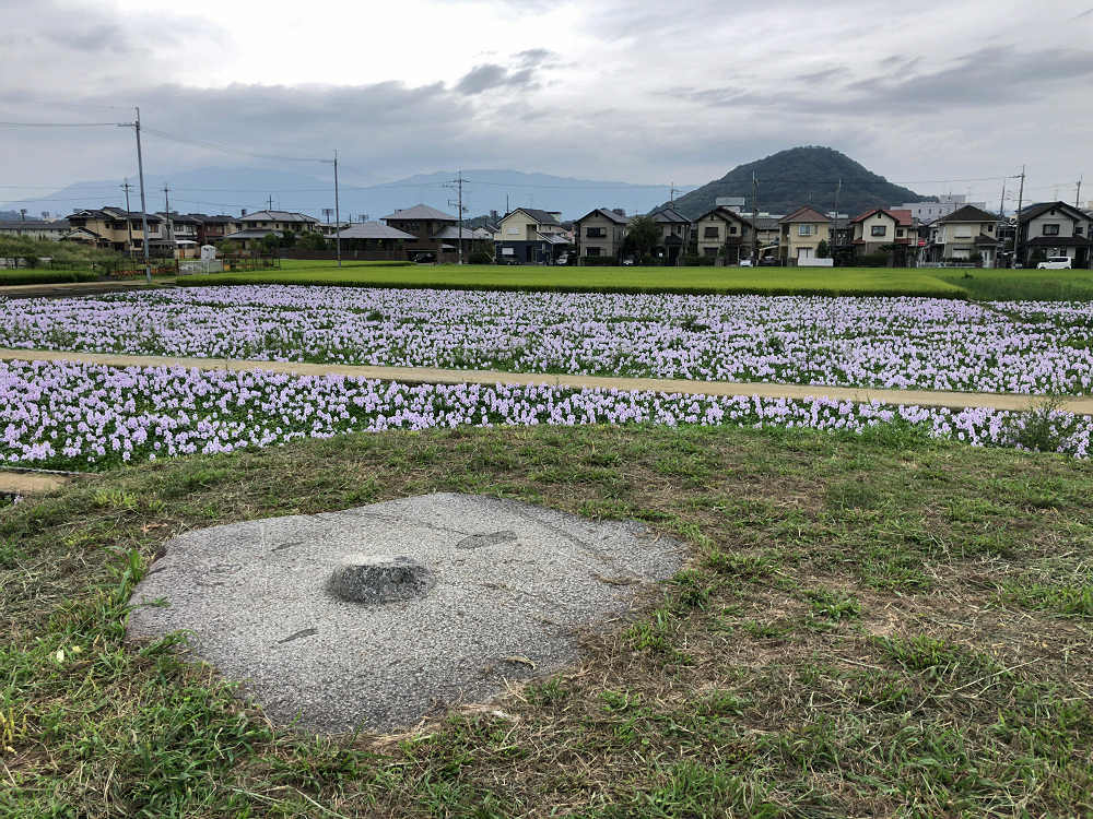 ホテイアオイ@本薬師寺跡(橿原市)-11 ホテイアオイ@本薬師寺跡(橿原市)-11