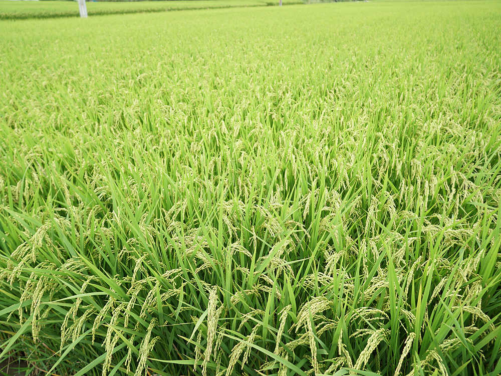 ホテイアオイ@本薬師寺跡(橿原市)-13 ホテイアオイ@本薬師寺跡(橿原市)-13