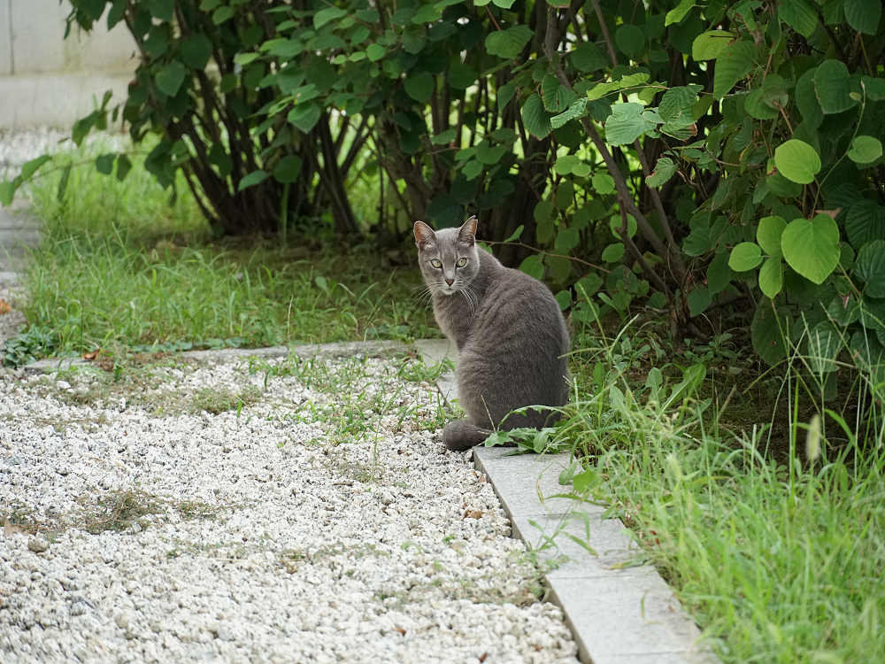 ホテイアオイ@本薬師寺跡(橿原市)-14 ホテイアオイ@本薬師寺跡(橿原市)-14