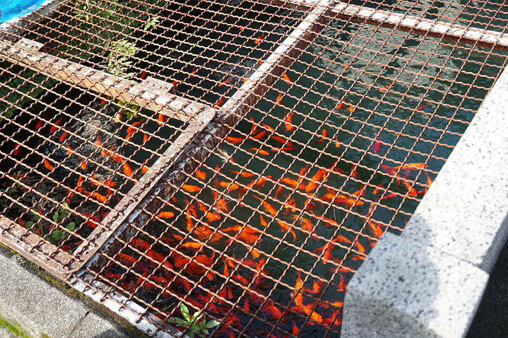 はならぁと2018『吉野町国栖エリア』-32 はならぁと2018『吉野町国栖エリア』-32