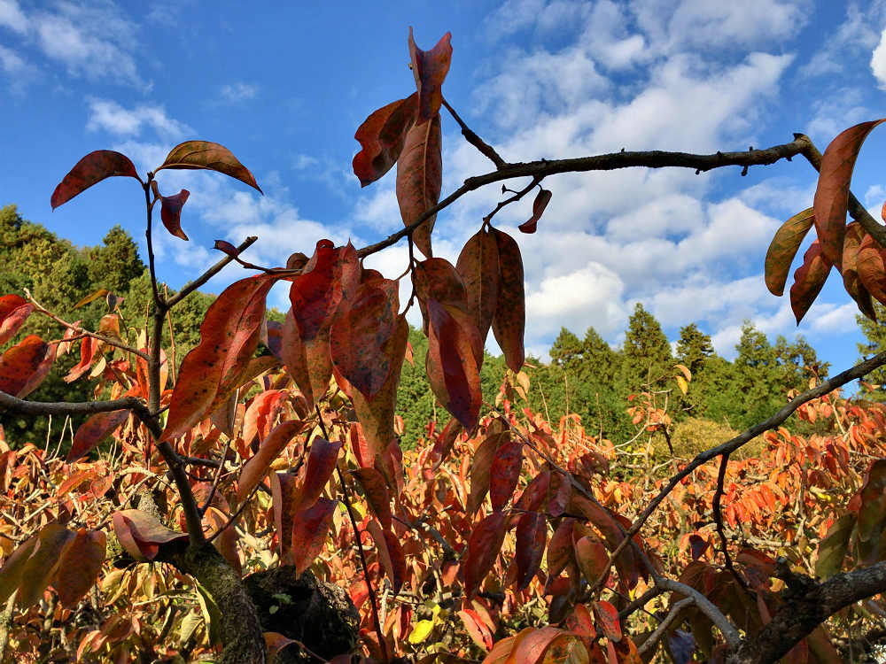 荒神の里 笠そば処 @桜井市-12 荒神の里 笠そば処 @桜井市-12