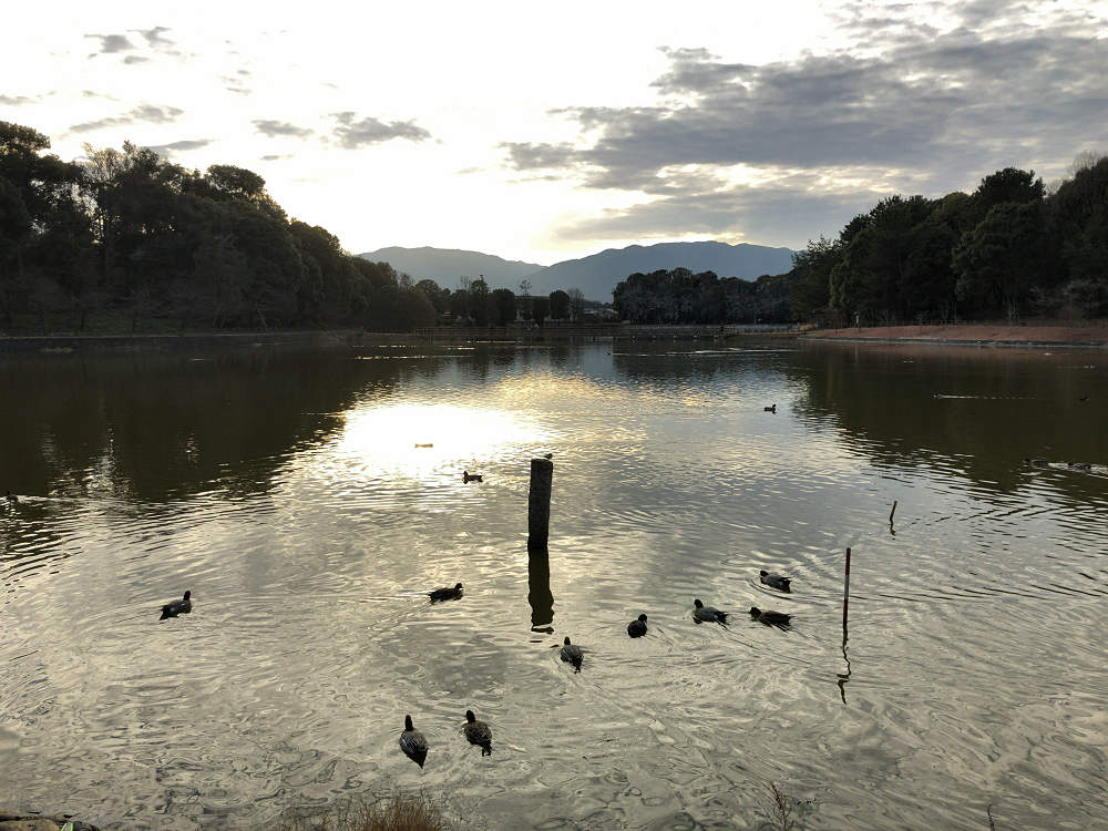 初詣2019 ＠橿原神宮（橿原市）-14