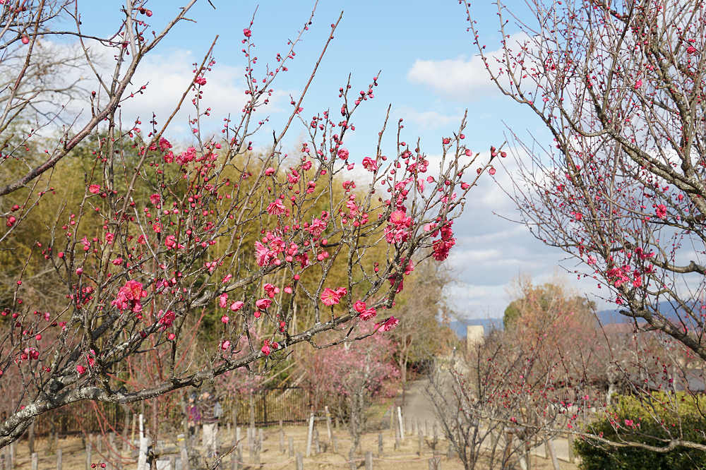 咲き始めた梅の花 ＠馬見丘陵公園-01
