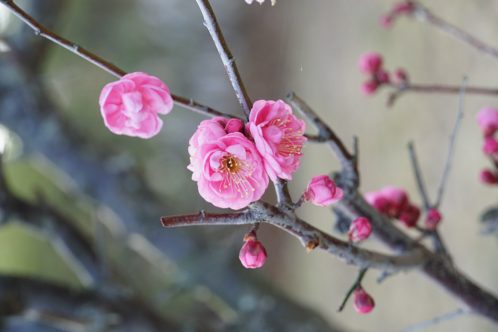 咲き始めた梅の花 ＠馬見丘陵公園-03
