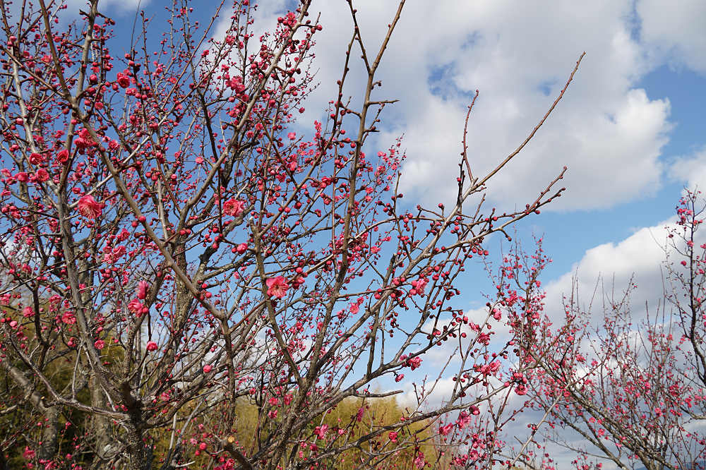 咲き始めた梅の花 ＠馬見丘陵公園-07