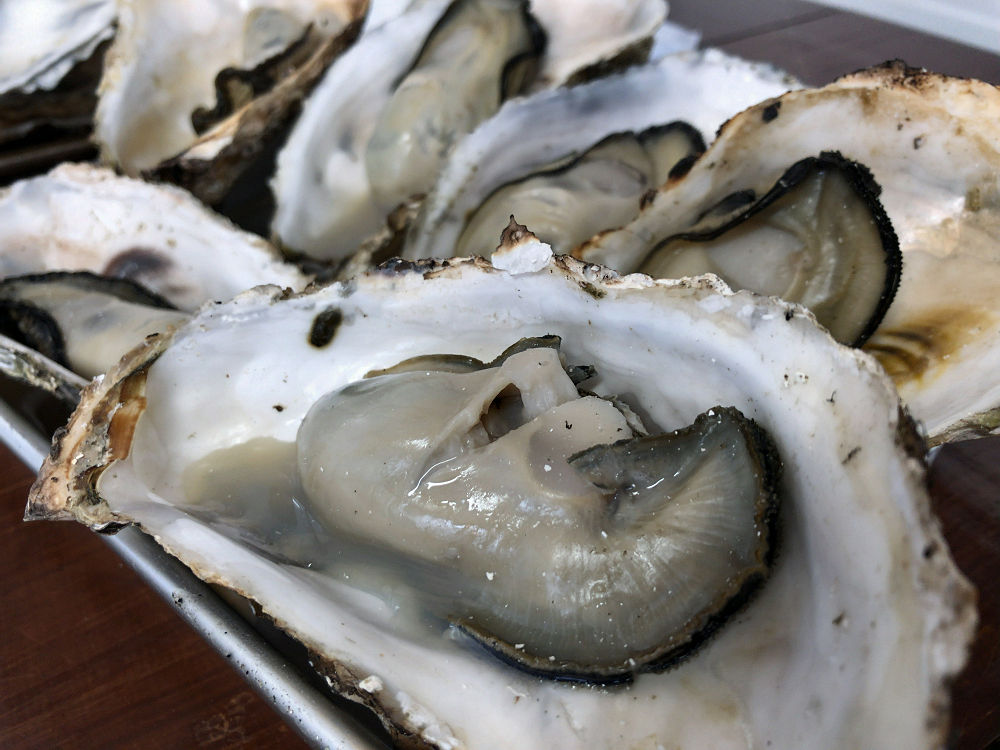 浦村かき かき太郎 @鳥羽市浦村町-12 浦村かき かき太郎 @鳥羽市浦村町-12