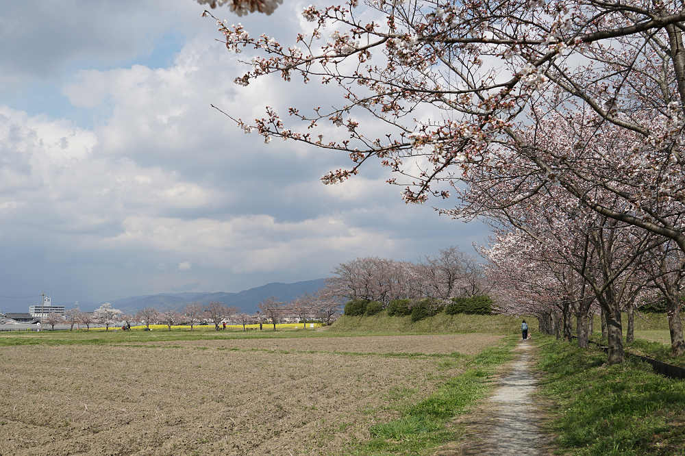 菜の花と桜 ＠藤原宮跡（橿原市）-01