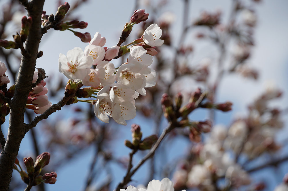 菜の花と桜 ＠藤原宮跡（橿原市）-03