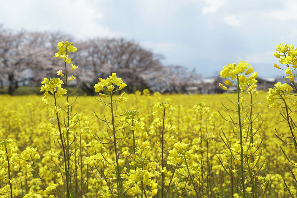 菜の花と桜 ＠藤原宮跡（橿原市）-06