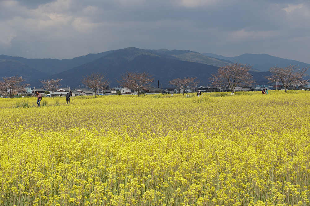 菜の花と桜 ＠藤原宮跡（橿原市）-07