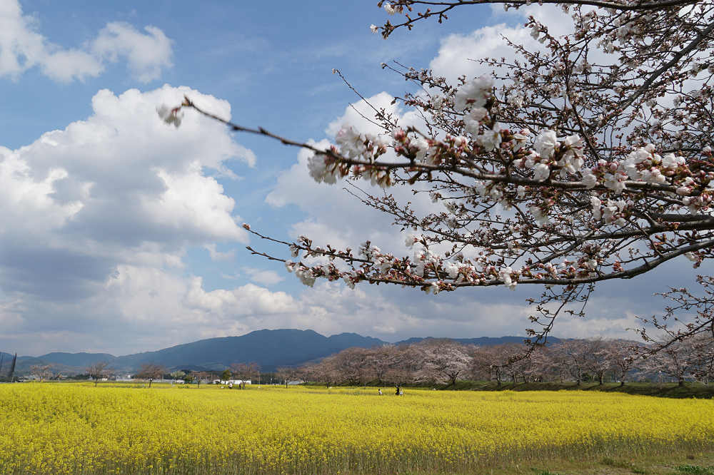 菜の花と桜 ＠藤原宮跡（橿原市）-08
