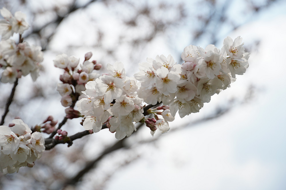菜の花と桜 ＠藤原宮跡（橿原市）-09