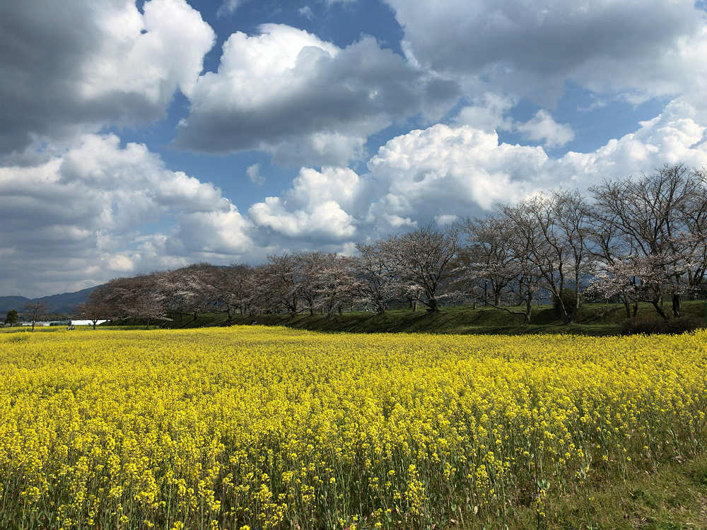菜の花と桜 ＠藤原宮跡（橿原市）-10