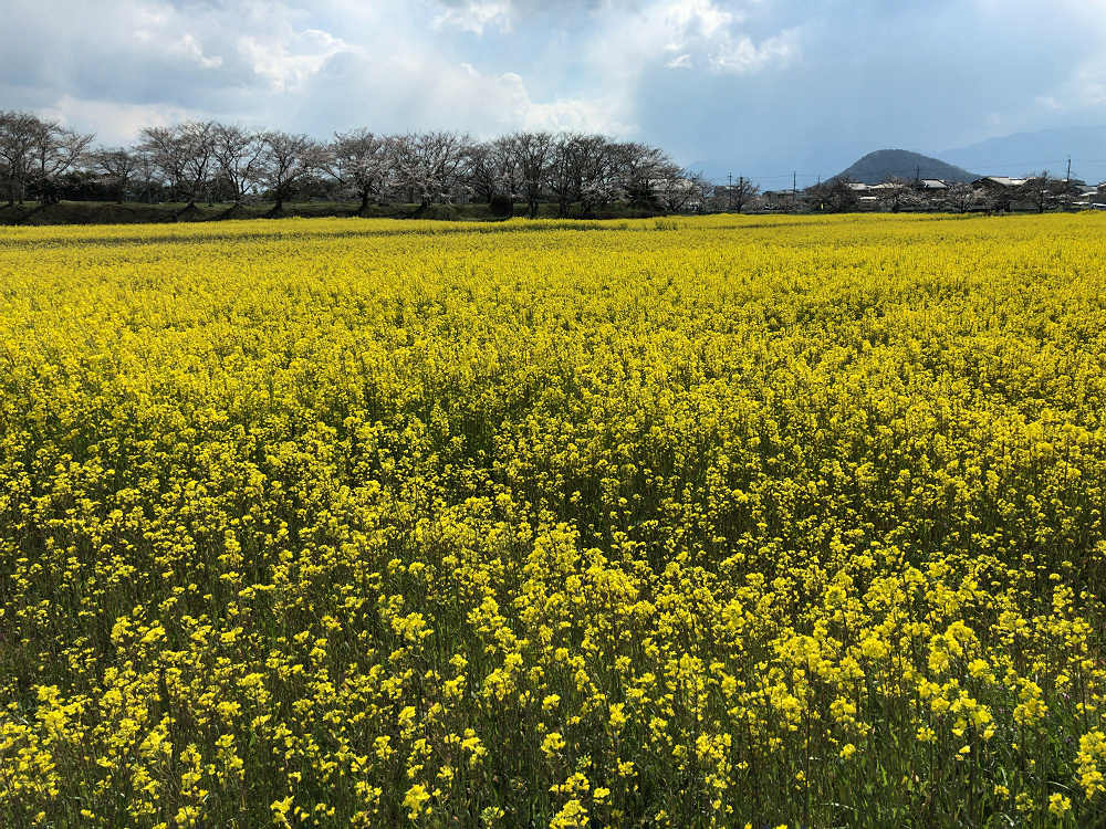 菜の花と桜 ＠藤原宮跡（橿原市）-11