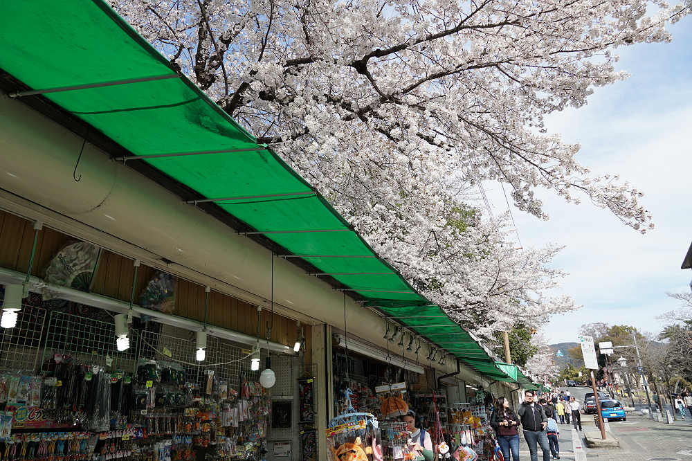 桜の名所100選・奈良公園の桜と鹿-03