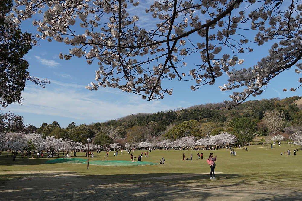 桜の名所100選・奈良公園の桜と鹿-04