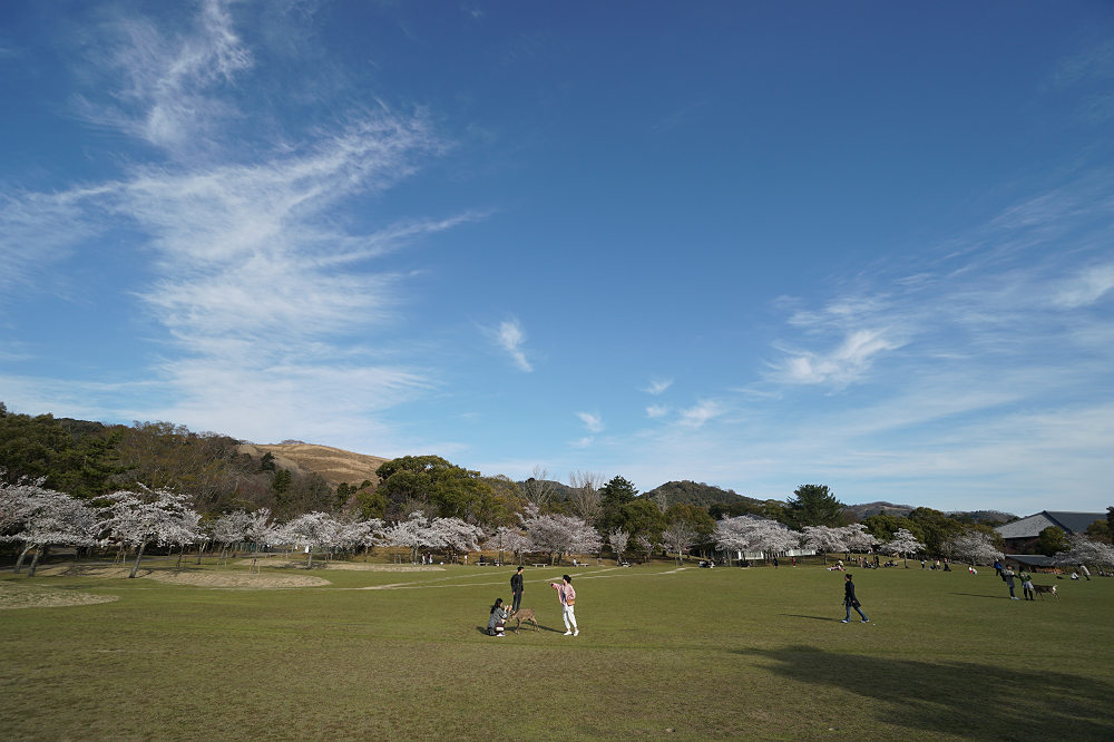 桜の名所100選・奈良公園の桜と鹿-05