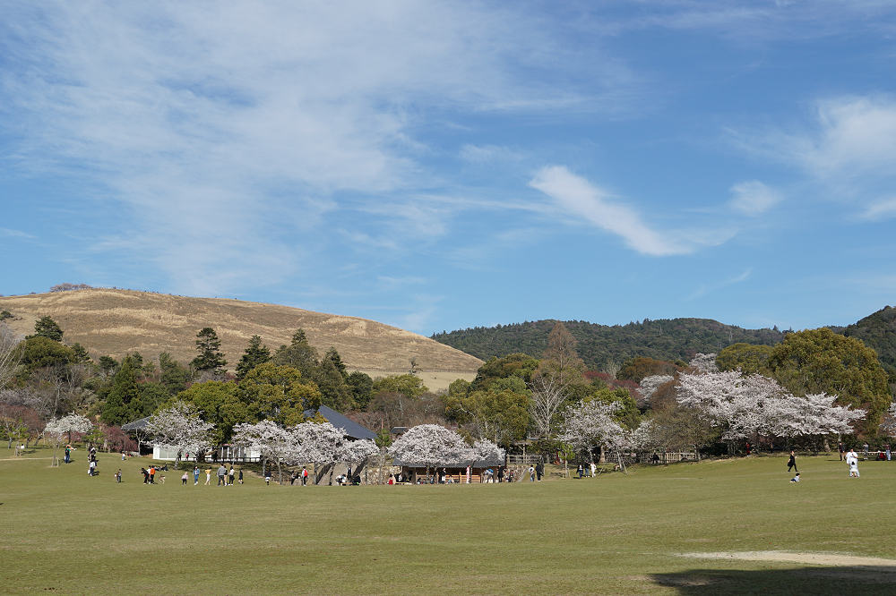 桜の名所100選・奈良公園の桜と鹿-06