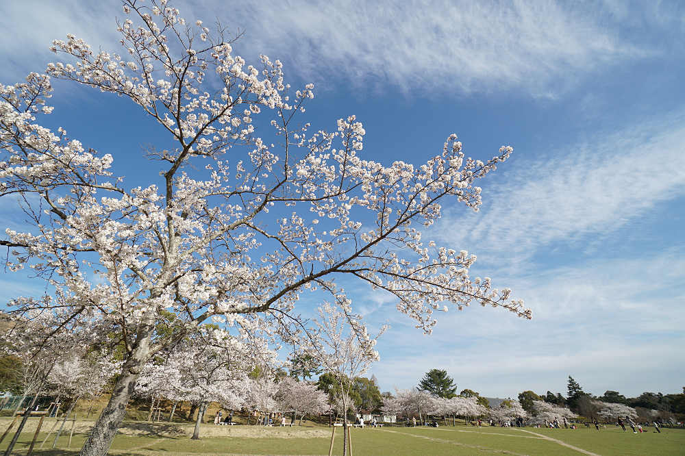 桜の名所100選・奈良公園の桜と鹿-07
