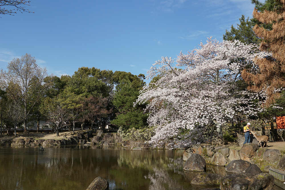 桜の名所100選・奈良公園の桜と鹿-08