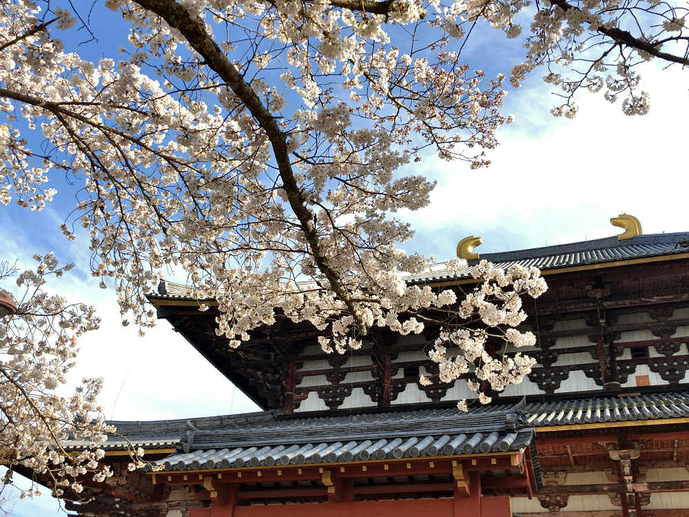 桜の名所100選・奈良公園の桜と鹿-09