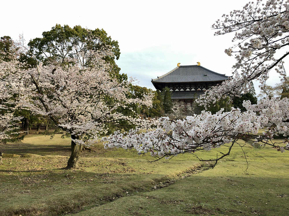 桜の名所100選・奈良公園の桜と鹿-10