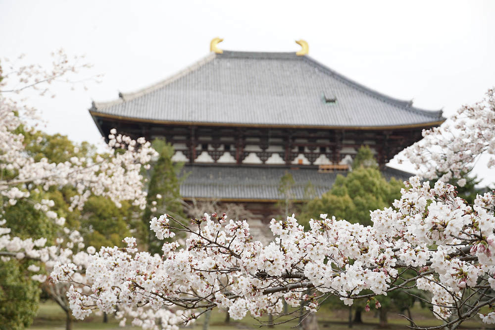桜の名所100選・奈良公園の桜と鹿-11