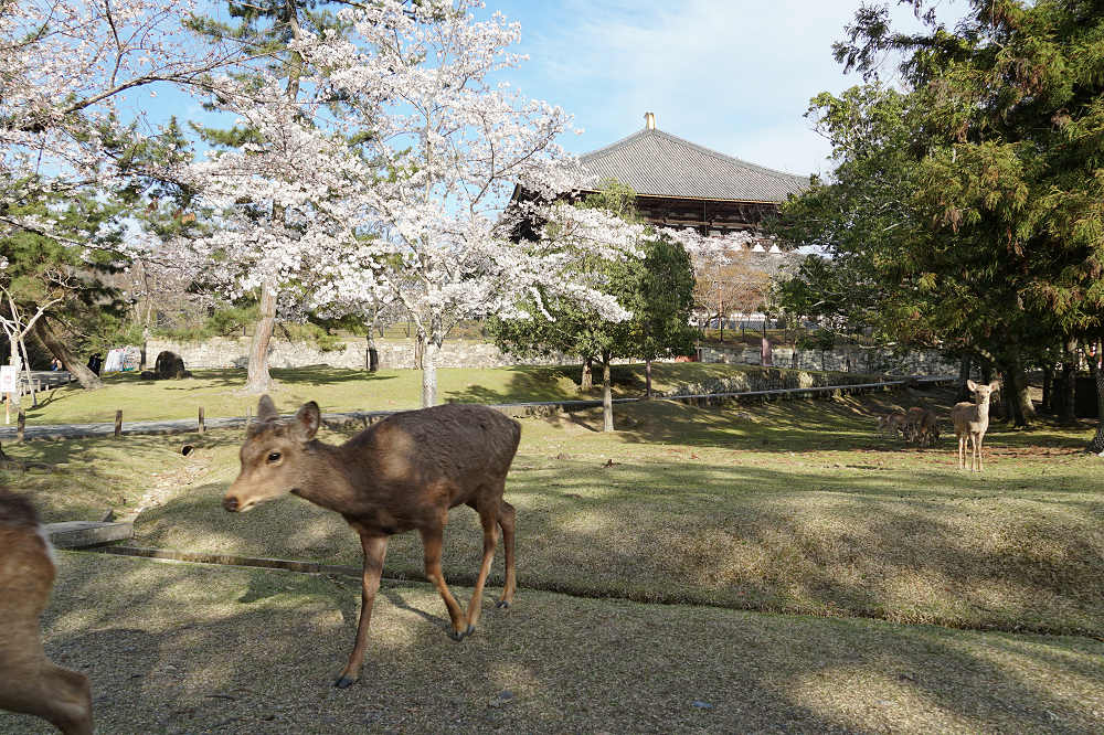桜の名所100選・奈良公園の桜と鹿-12