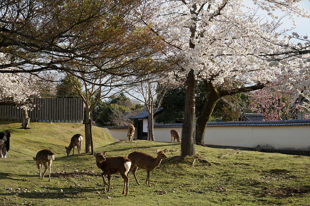 桜の名所100選・奈良公園の桜と鹿-13
