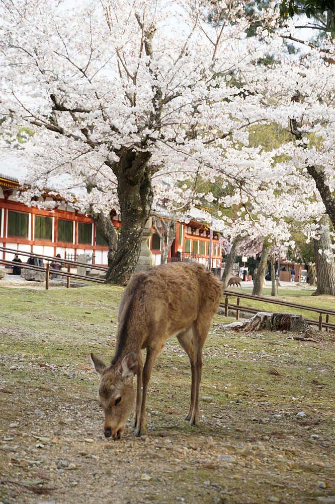 桜の名所100選・奈良公園の桜と鹿-14