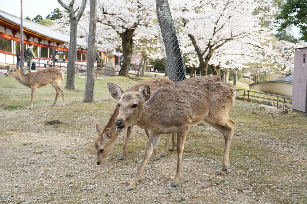 桜の名所100選・奈良公園の桜と鹿-16