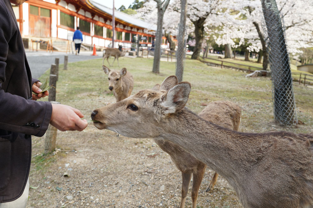 桜の名所100選・奈良公園の桜と鹿-17