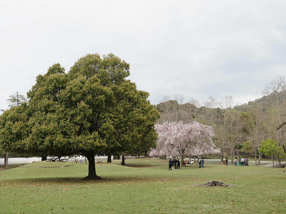 おかっぱ桜 ＠奈良公園-01