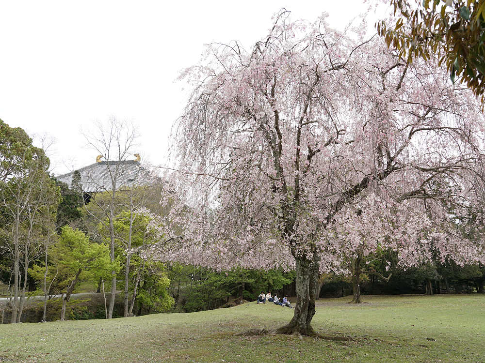 おかっぱ桜 ＠奈良公園-03