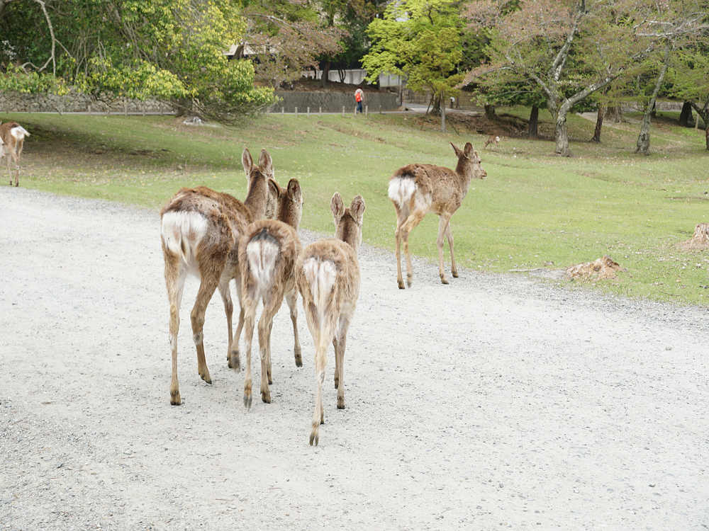 おかっぱ桜 ＠奈良公園-05