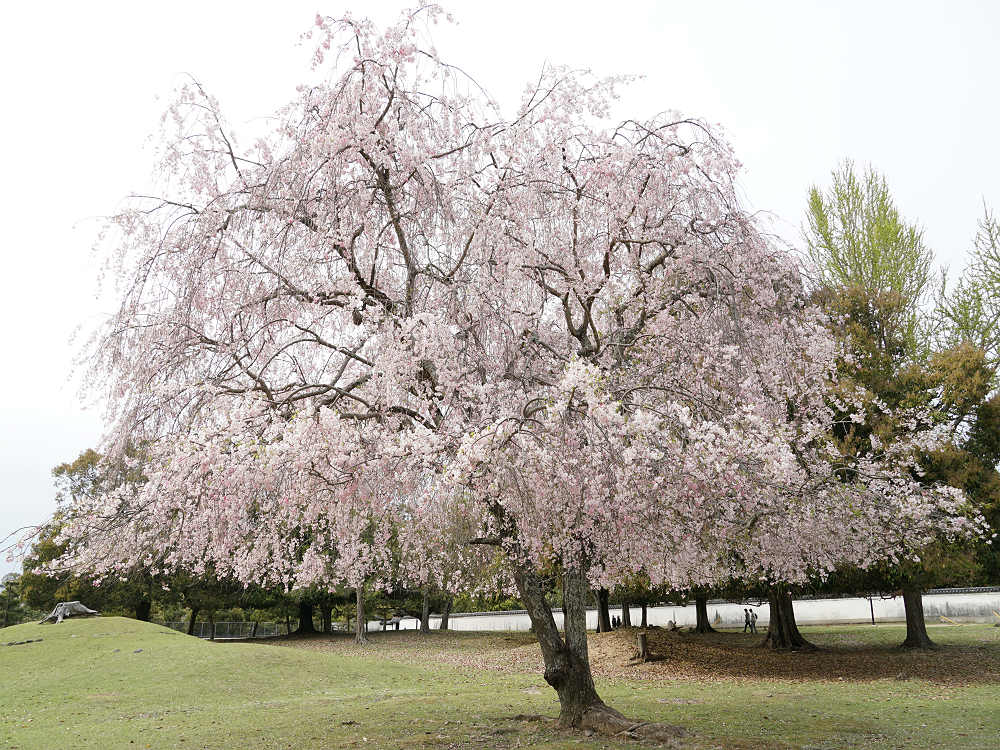 おかっぱ桜 ＠奈良公園-06