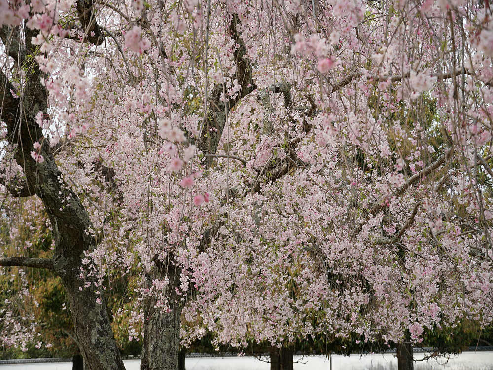 おかっぱ桜 ＠奈良公園-07