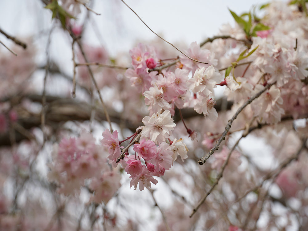 おかっぱ桜 ＠奈良公園-08