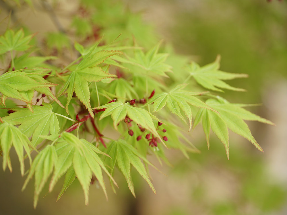 おかっぱ桜 ＠奈良公園-09