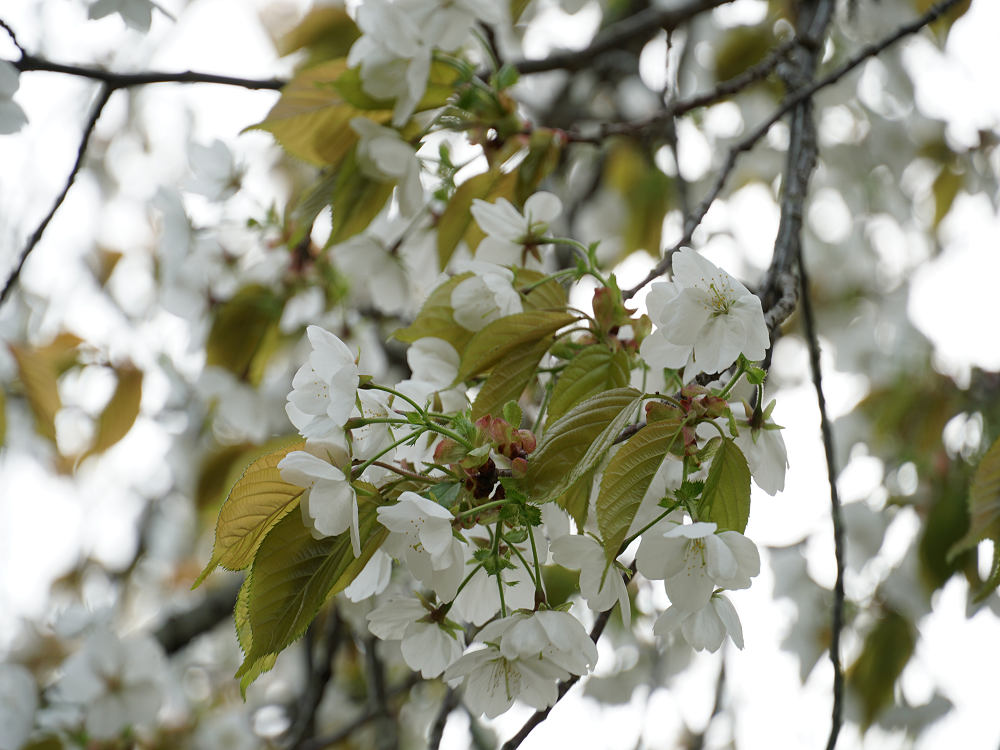おかっぱ桜 ＠奈良公園-10