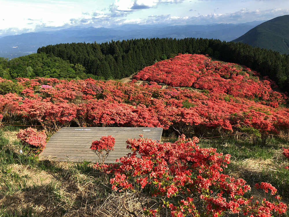 ツツジ @葛城山(御所市)-03 ツツジ @葛城山(御所市)-03