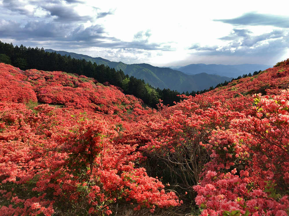 ツツジ @葛城山(御所市)-06 ツツジ @葛城山(御所市)-06