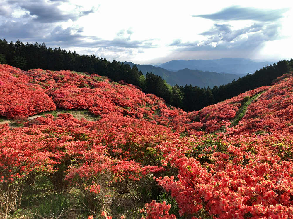 ツツジ @葛城山(御所市)-07 ツツジ @葛城山(御所市)-07